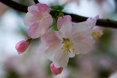 《战地2042》PS5容量曝光42GB 最早11月10日开始预载